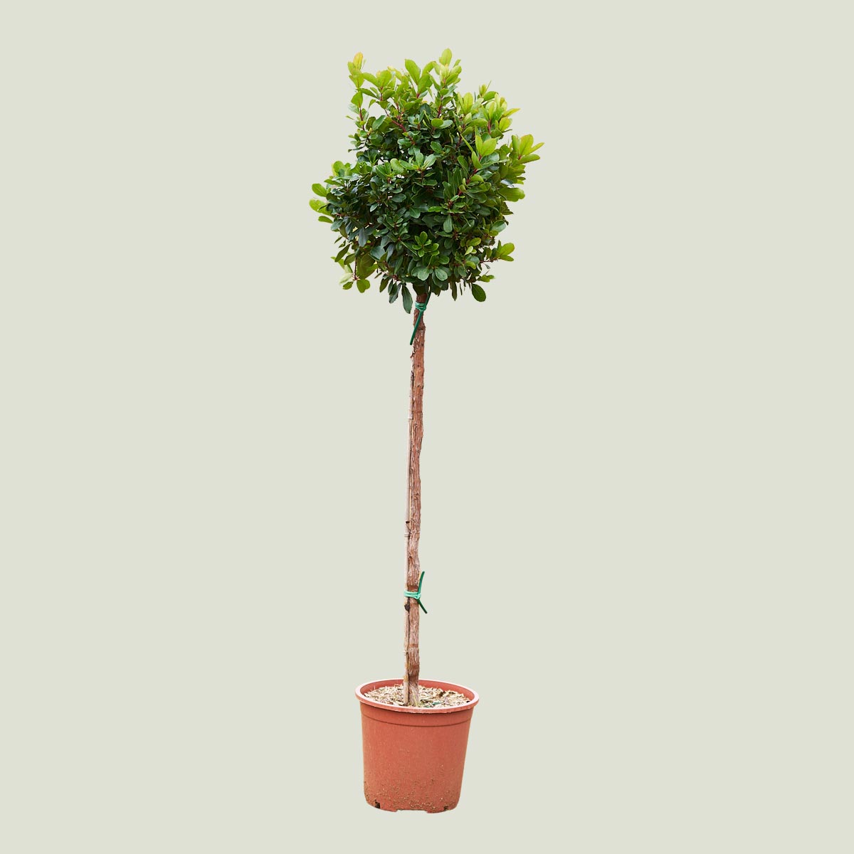 Arbutus unedo c-10lt copa
