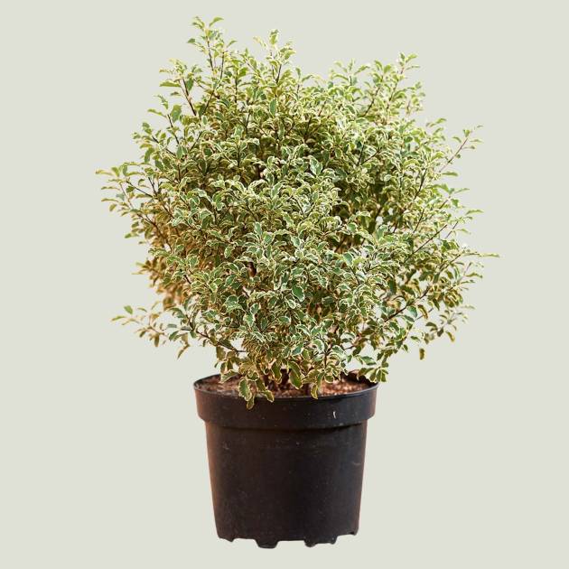 Pitosporum tenuifolium c-10lt