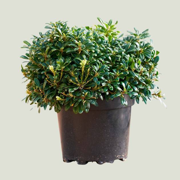Pitosporum tobirea nana c-10lt
