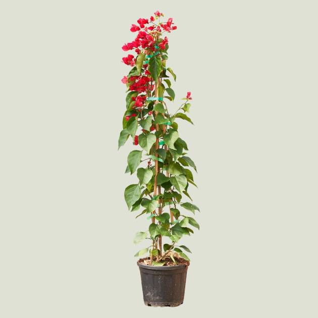 Bouganvillea c-5lt