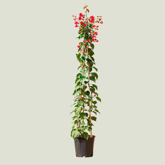 Bougainvillea Scarlet