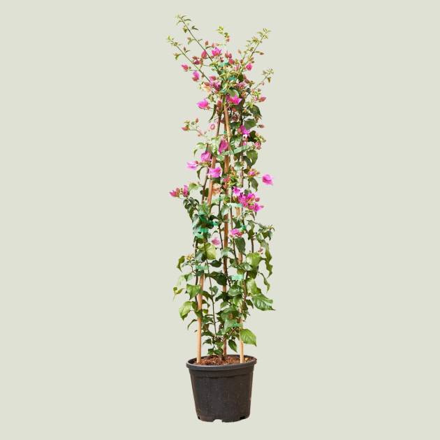 Bouganvillea c-5lt sanderiana