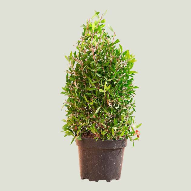 Callistemon citrinus