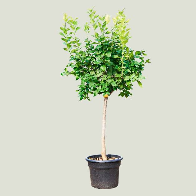 Citrus limon C-40L
