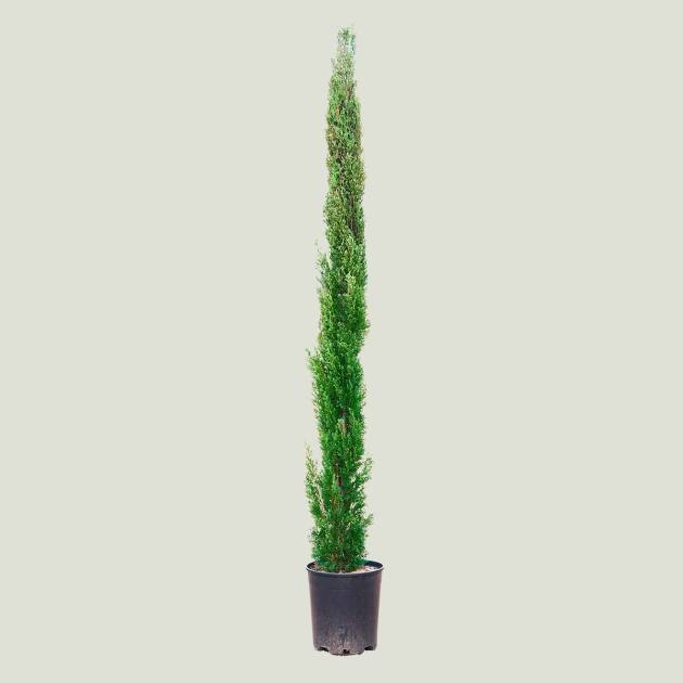 Cupressus sempervirens ‘Totem’ C-18L