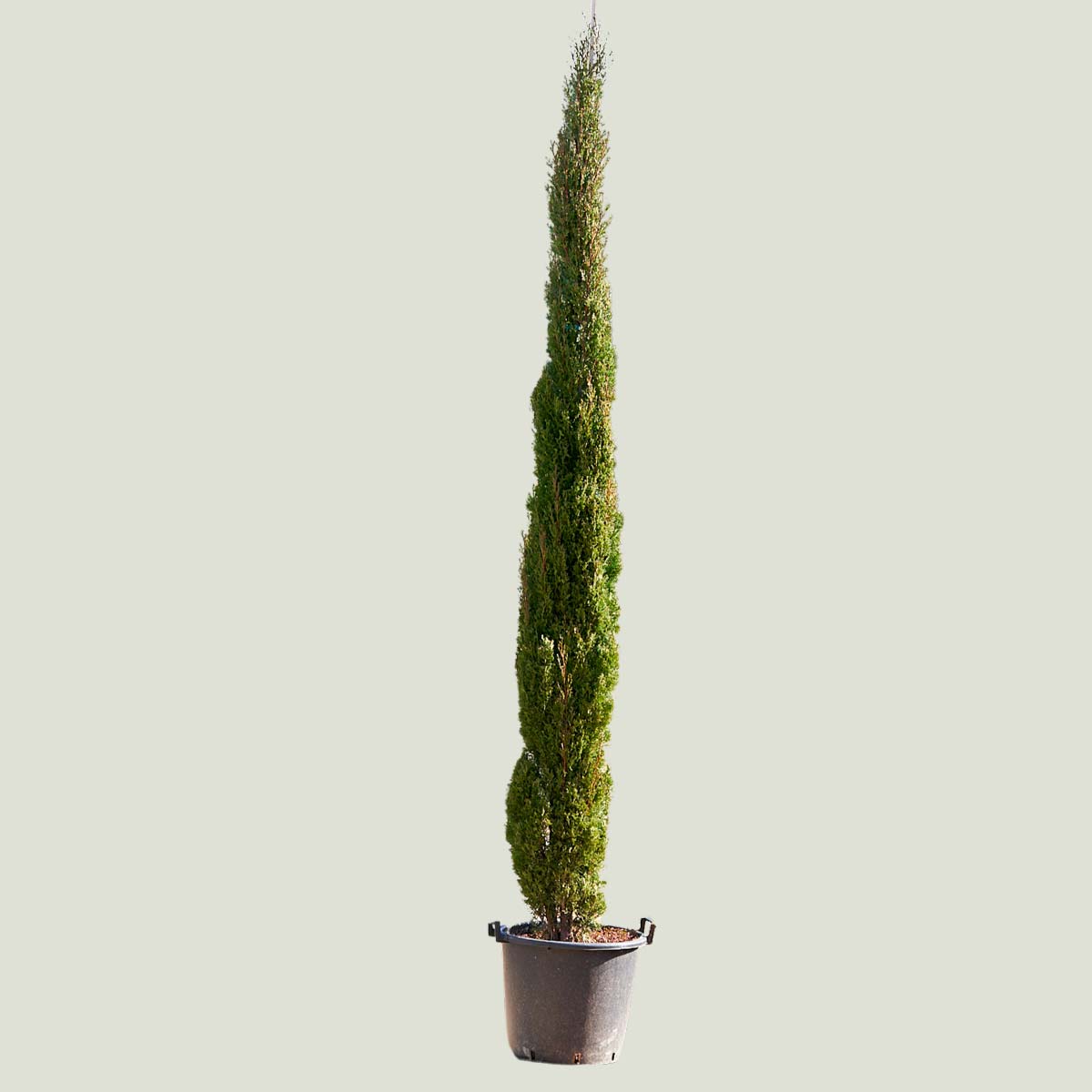 Cupressus sempervirens ‘Totem’ C-30L