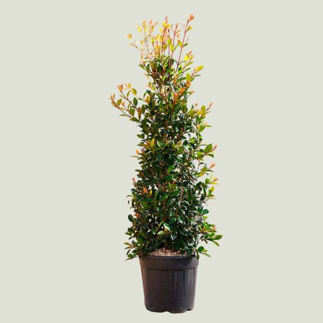 Eugenia myrtifolia c-10lt