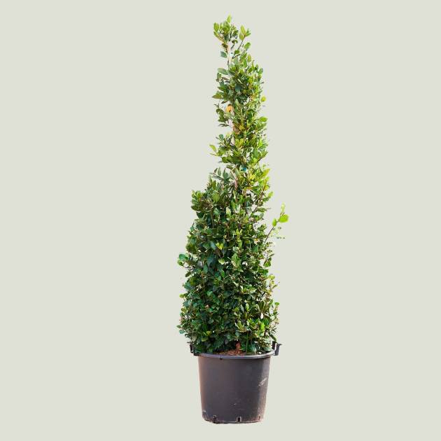 Laurus nobilis c-30lt piramidal