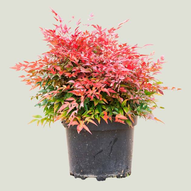 Nandina obsesed c-10lt