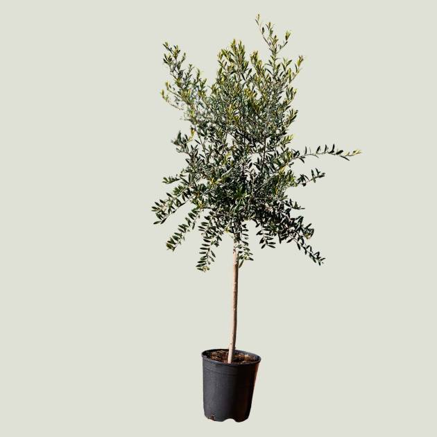 Olea europea c-15lt