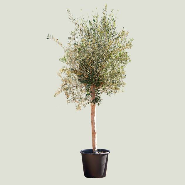 Olea Europea C3