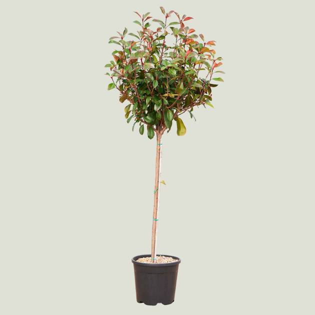 Photinia fraseri red robin 18lt copa