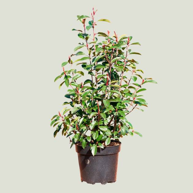 Photinia fraseri c-10lt