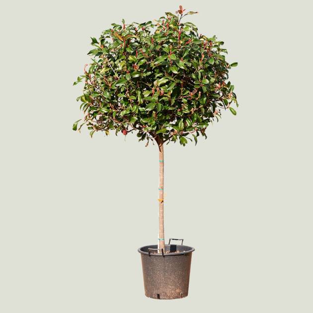 Photinia fraseri c-30 copa